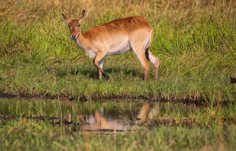 Botswana_Khwai_044.jpg
