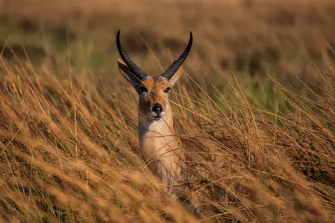 Botswana_Khwai_049.jpg