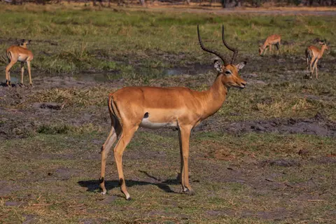 Botswana_Khwai_053.jpg