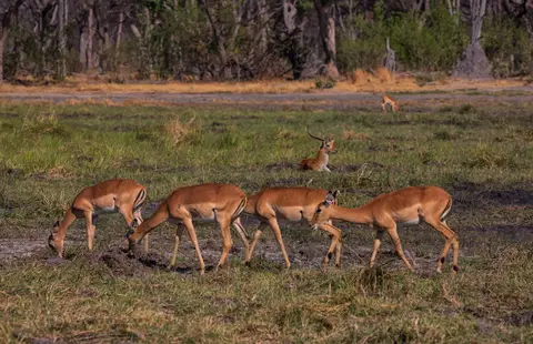 Botswana_Khwai_054.jpg