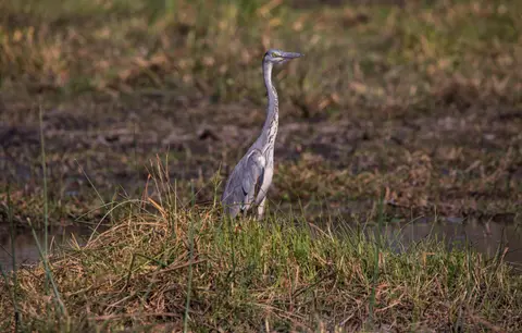 Botswana_Khwai_055.jpg