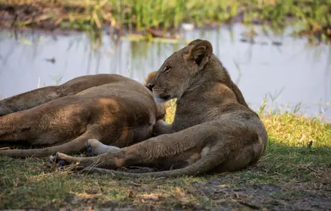 Botswana_Khwai_063.jpg