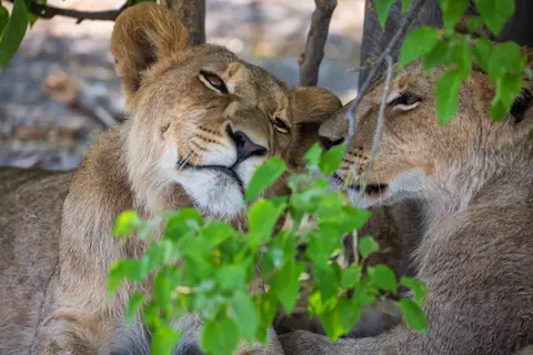 Botswana_Khwai_073.jpg