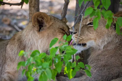 Botswana_Khwai_074.jpg