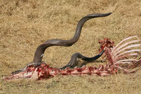 Botswana_Khwai_087.jpg