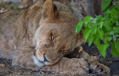 Botswana_Khwai_091.jpg