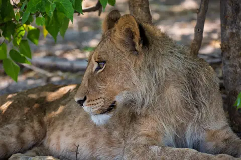 Botswana_Khwai_100.jpg