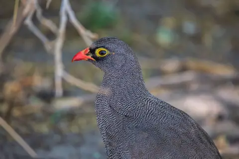 Botswana_Khwai_104.jpg