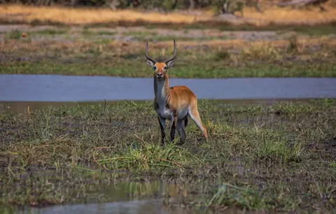 Botswana_Khwai_121.jpg