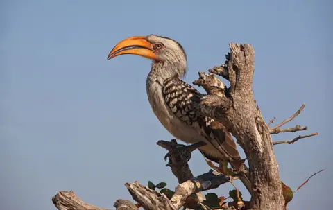 Botswana_Moremi_011.jpg