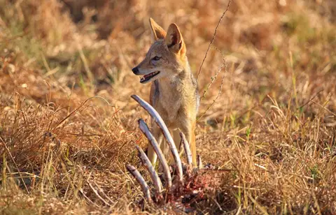 Botswana_Moremi_012.jpg