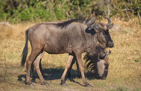Botswana_Moremi_019.jpg