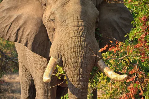 Botswana_Moremi_049.jpg