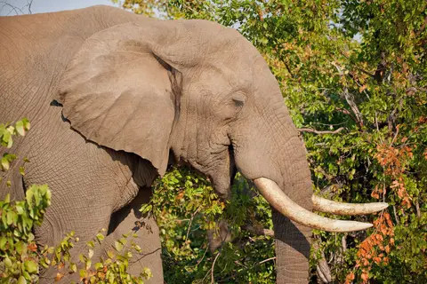 Botswana_Moremi_050.jpg