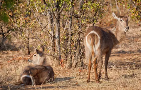 Botswana_Moremi_052.jpg