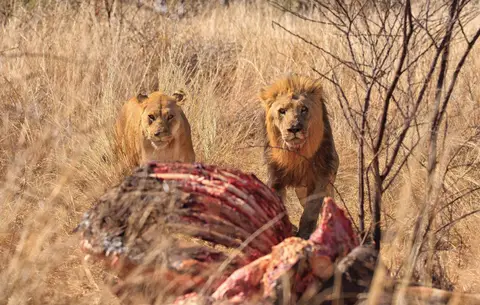 Botswana_Moremi_056.jpg