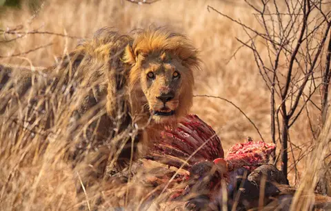 Botswana_Moremi_059.jpg