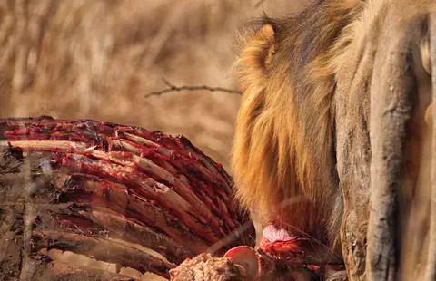 Botswana_Moremi_061.jpg