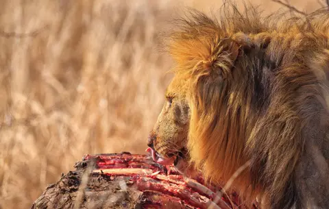 Botswana_Moremi_065.jpg