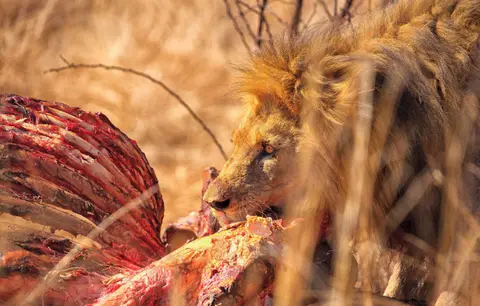 Botswana_Moremi_068.jpg