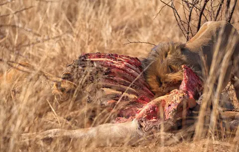 Botswana_Moremi_070.jpg