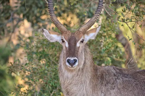 Botswana_Moremi_106.jpg