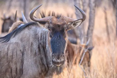Botswana_Moremi_107.jpg