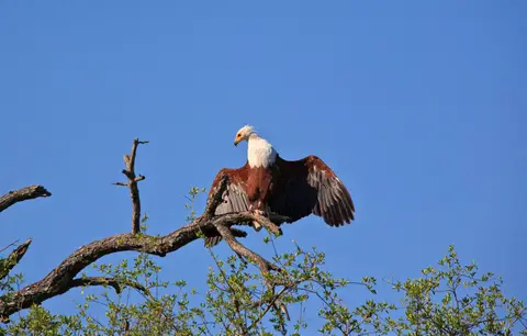 Botswana_Moremi_113.jpg