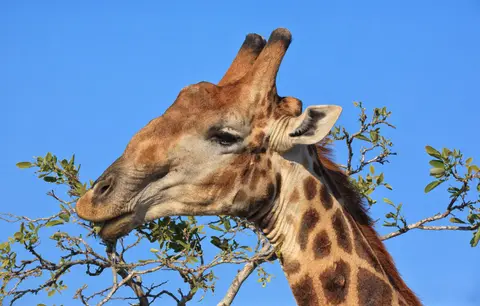 Botswana_Moremi_114.jpg