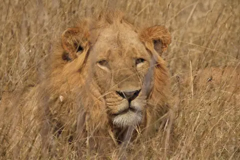 Botswana_Moremi_117.jpg
