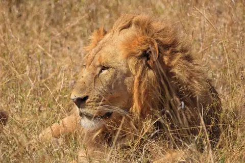 Botswana_Moremi_118.jpg