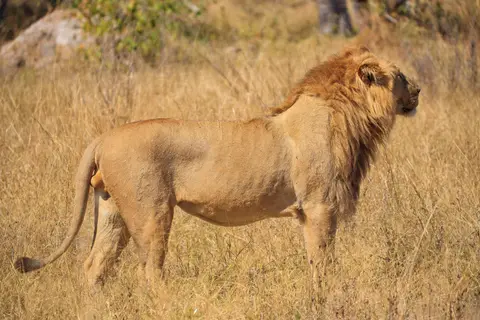 Botswana_Moremi_122.jpg