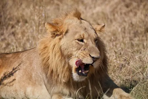 Botswana_Moremi_131.jpg