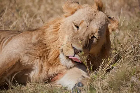 Botswana_Moremi_132.jpg