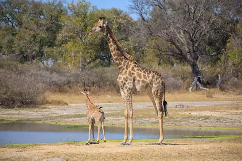 Botswana_Moremi_137.jpg