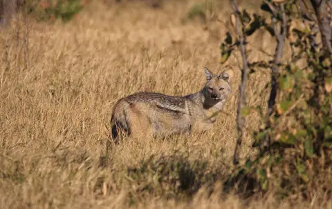 Botswana_Moremi_140.jpg
