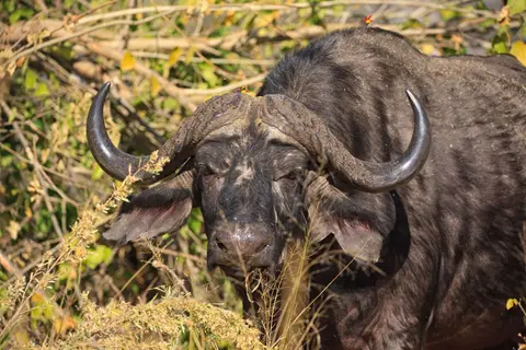 Botswana_Moremi_143.jpg
