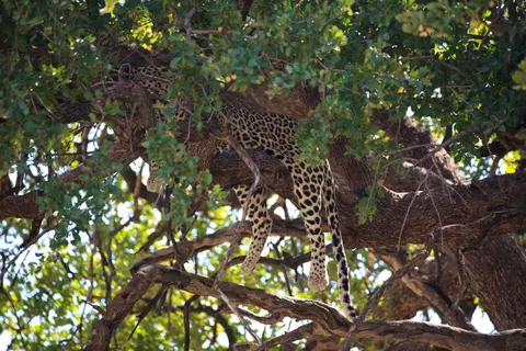 Botswana_Moremi_168.jpg