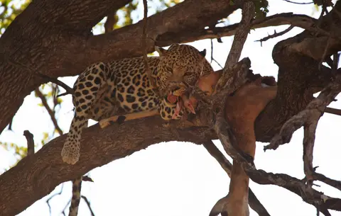 Botswana_Moremi_169.jpg
