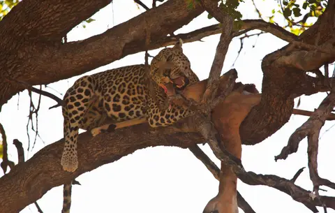 Botswana_Moremi_170.jpg