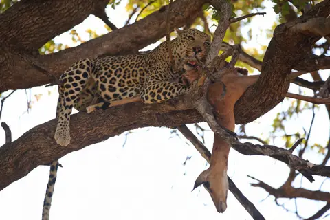 Botswana_Moremi_173.jpg