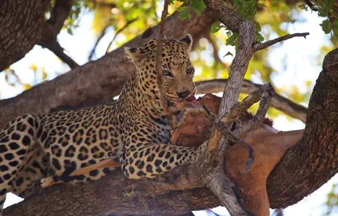 Botswana_Moremi_174.jpg