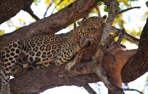 Botswana_Moremi_176.jpg