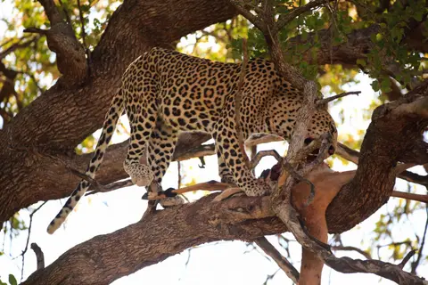 Botswana_Moremi_178.jpg