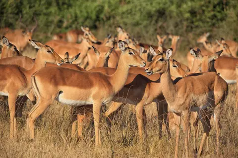 Botswana_Moremi_179.jpg