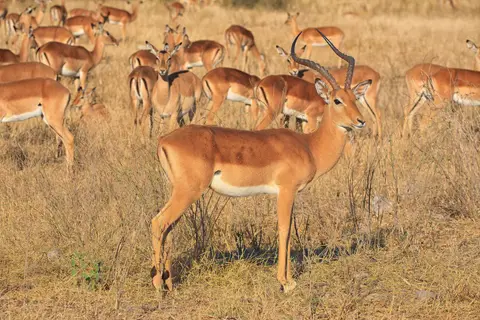 Botswana_Moremi_180.jpg