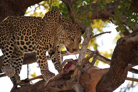 Botswana_Moremi_191.jpg
