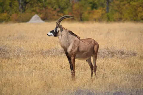Botswana_Moremi_198.jpg