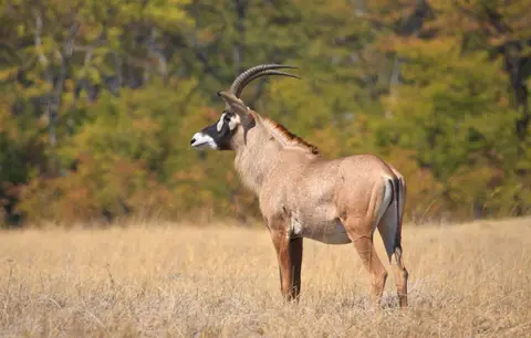 Botswana_Moremi_201.jpg