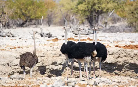 Namibia_Etosha_003.jpg